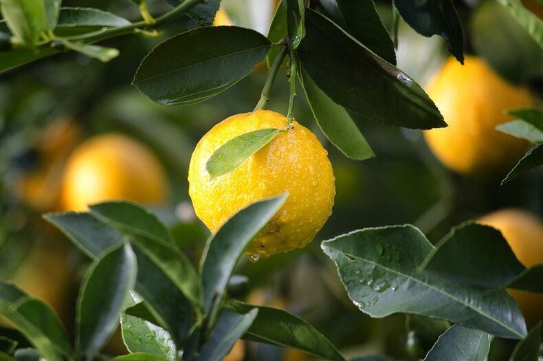 Limone per aumentare la potenza