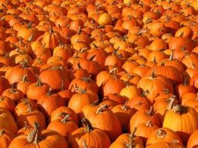 Zucca
